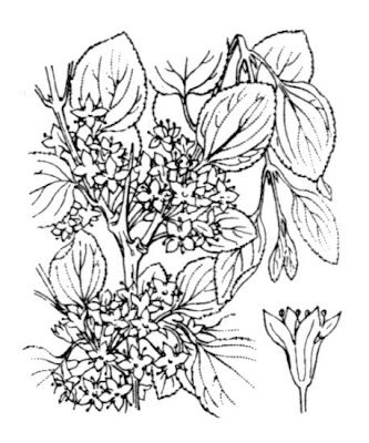 Tamuje
