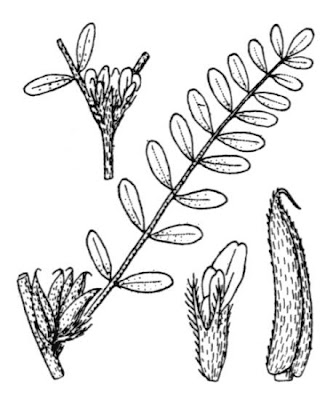 Astragalo minore Astragalo minore