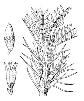 Astragalus gennargenteus
