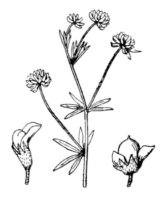 Dorycnium herbaceum subsp. gracile
