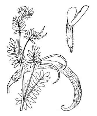 Cornicabra Cornicabra
