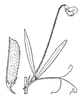 Gesse h�riss&eacute;e