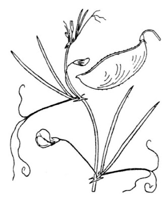 Cicerchia capillare Cicerchia capillare
