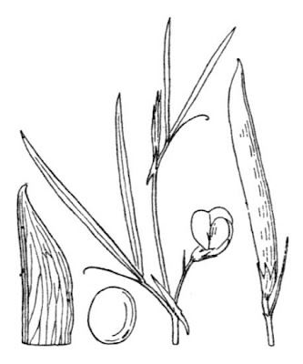 Cicerchia sferica Cicerchia sferica
