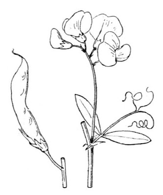 Tuberous-vetch