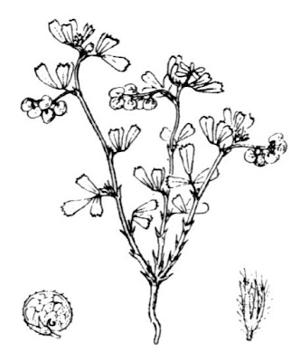 Island medick