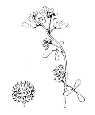 Burr medick