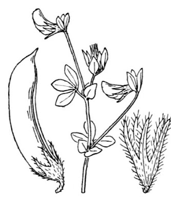 Edible Bird's Foot Trefoil Edible Bird's Foot Trefoil