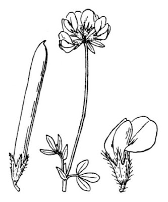 Garden bird's-foot-trefoil Garden bird's-foot-trefoil