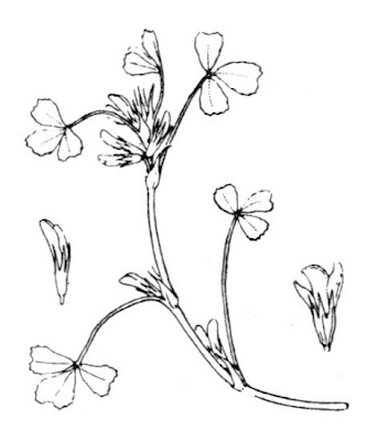 Fenugreek Fenugreek