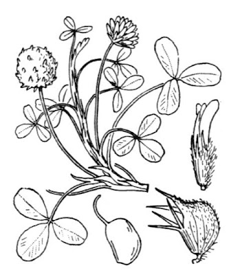 Erdbeerklee