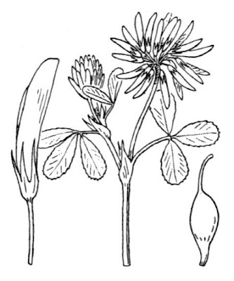Balansa clover