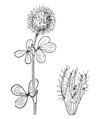 Burdock clover Burdock clover