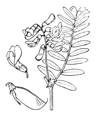 Danzig Vetch Danzig Vetch
