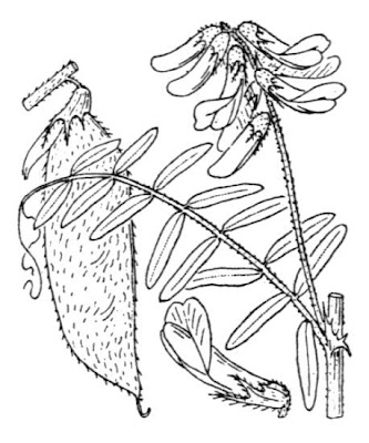 Vesce de Bengale