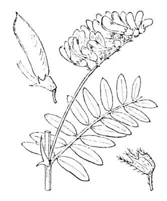 Wood Bitter Vetch Wood Bitter Vetch