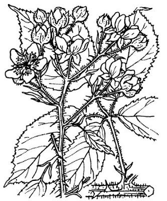 Blackberry Blackberry