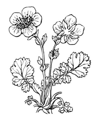 Pyrenean Avens