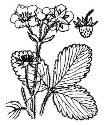 Fragola moscata