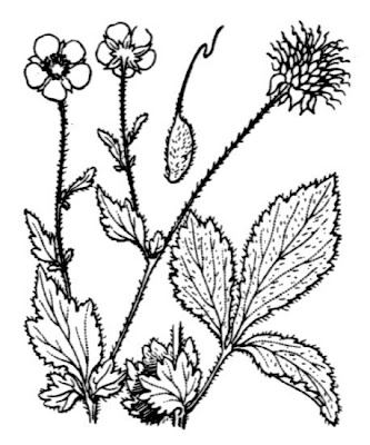 Bennet's-root Bennet's-root