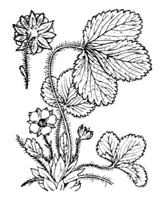 Fragola secca