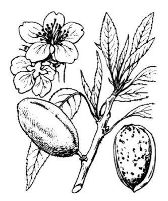 Almond Almond