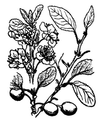 Damson plum