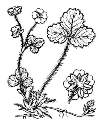 Barren Strawberry Barren Strawberry