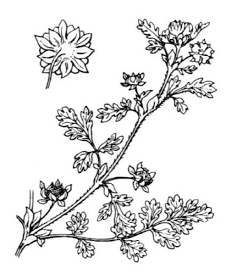 Cinquefoglia sdraiata