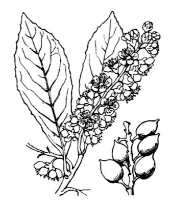 Cherry-laurel Cherry-laurel