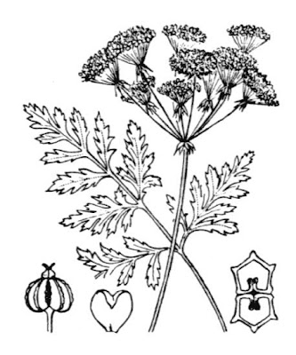 Carrot-fern Carrot-fern