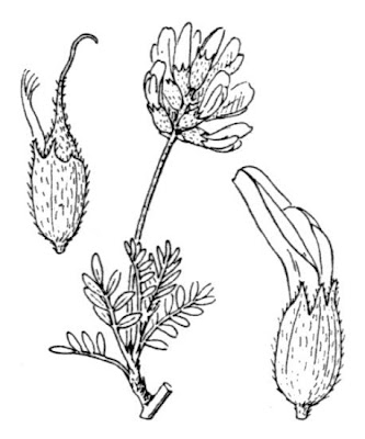 Inflated Milk Vetch