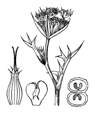Echinophora spinosa,
Echinophora,
Finocchio litorale spinoso