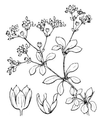 Four Leaved Allseed Four Leaved Allseed
