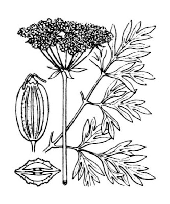 Xanthoselinum alsaticum subsp. venetum