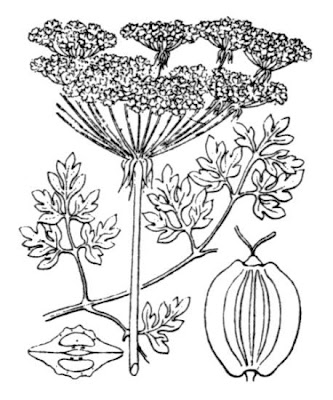 Imperatoria apio-montano