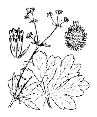 European sanicle