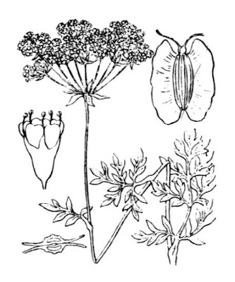 Firrastrina bianca Firrastrina bianca