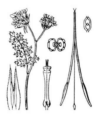 Acicula comune Acicula comune