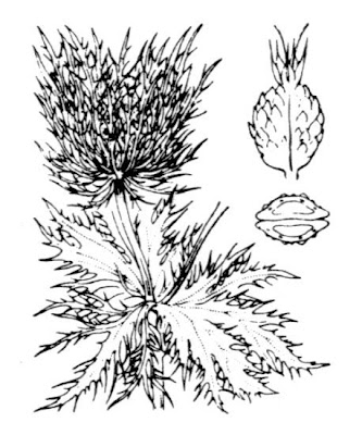 Calcatreppola alpina Calcatreppola alpina