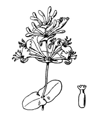 Lonicera caprifolium L.