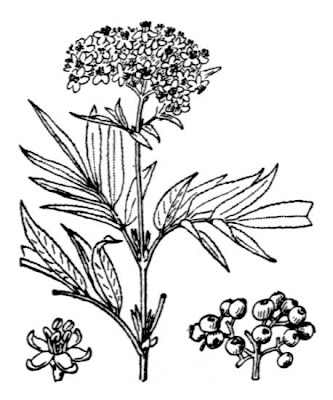 Danewort