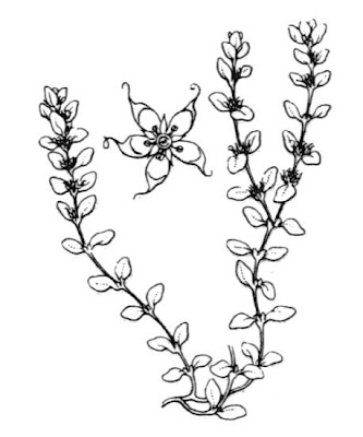 Illecebrum verticillatum,
coral necklace,
Corrigiola verticillata