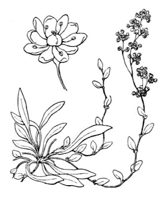 Corrigiola perenne Corrigiola perenne
