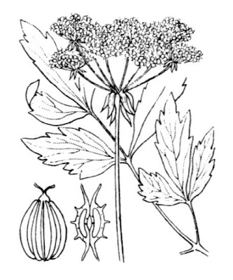 L�vistique officinale