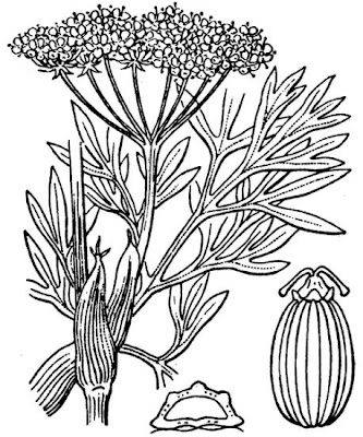 Finocchiella di Boccone