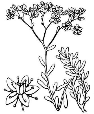 Erba pignola Erba pignola