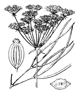 Hog's-fennel Hog's-fennel