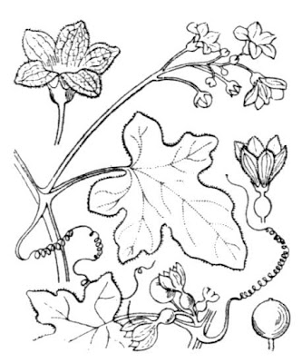 Cretan bryony Cretan bryony