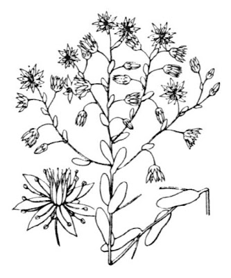 Azure Stonecrop